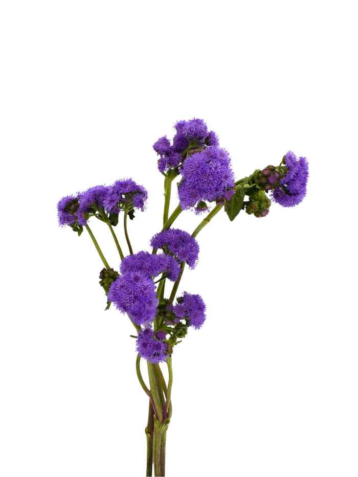 Ageratum Blue Horizon