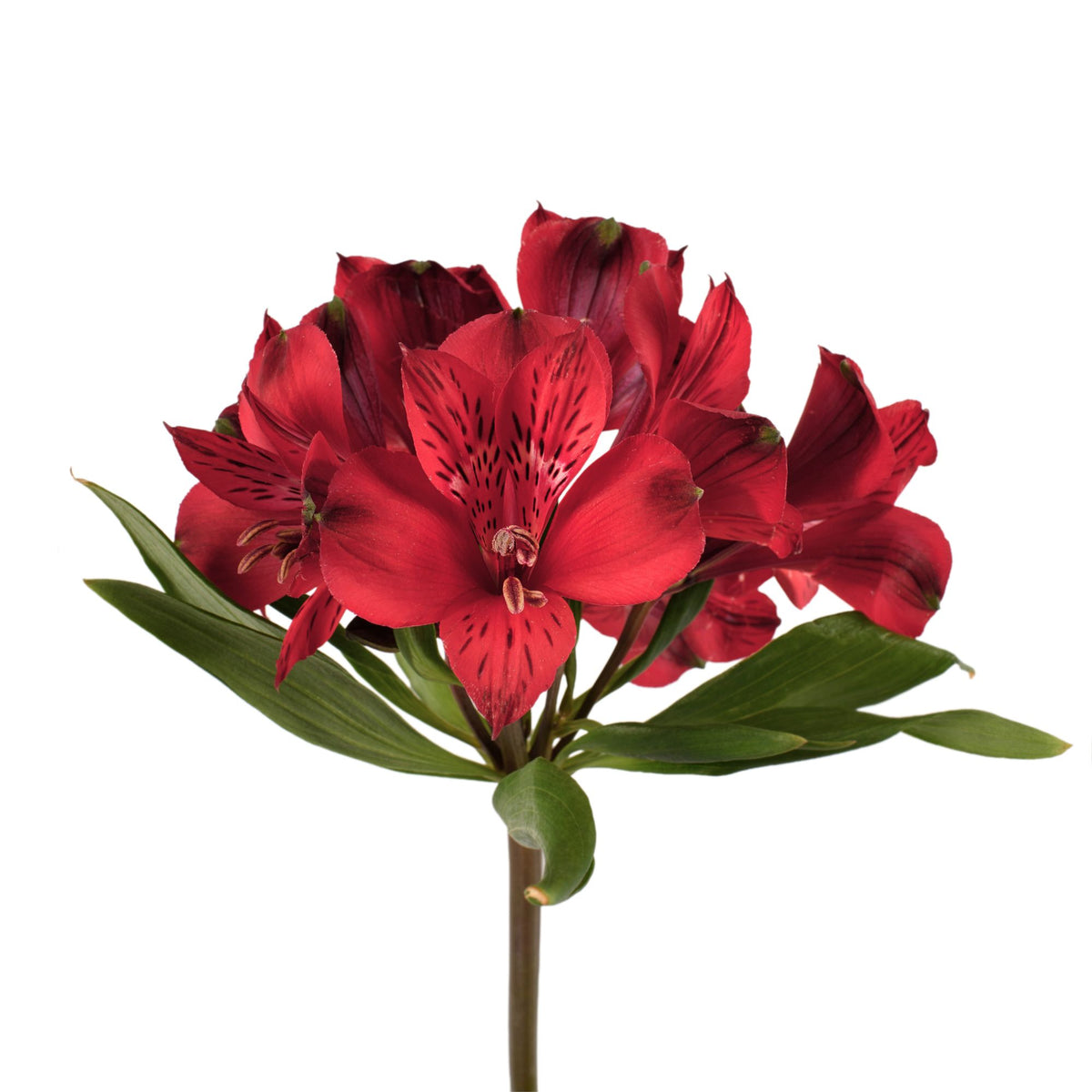 Red Delight