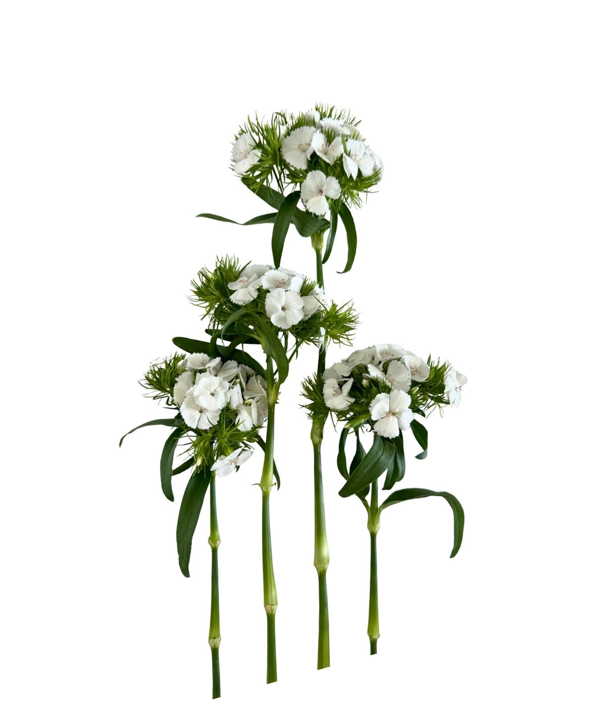 Dianthus Poethus White