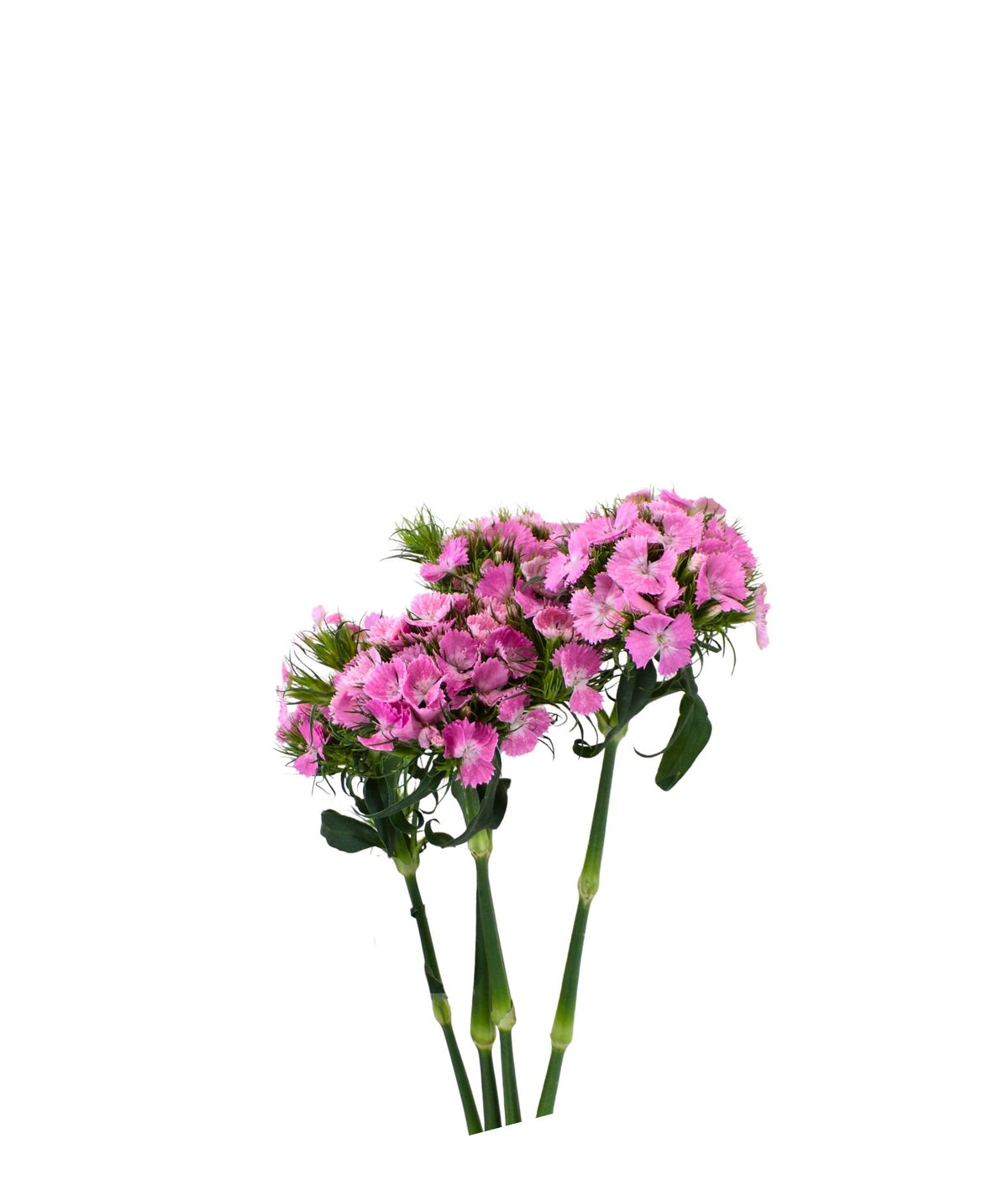 Solomio Sweet William Pink