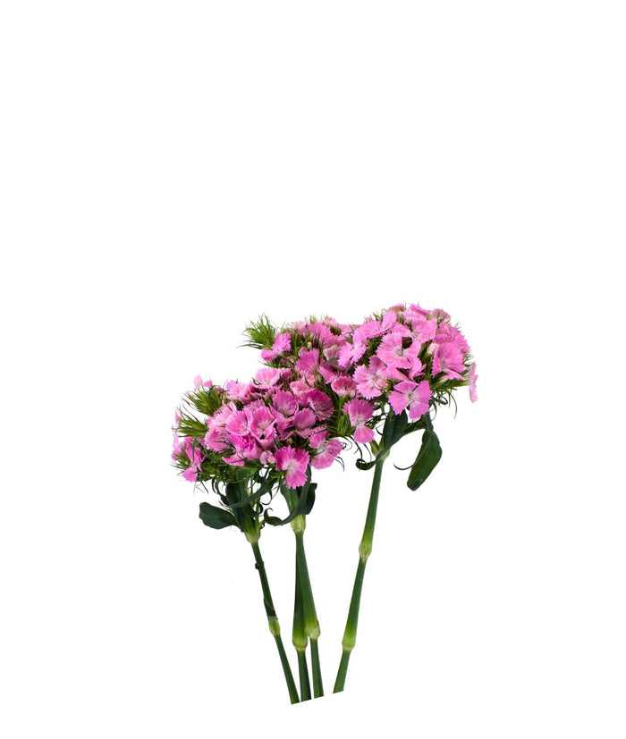 Solomio Sweet William Pink
