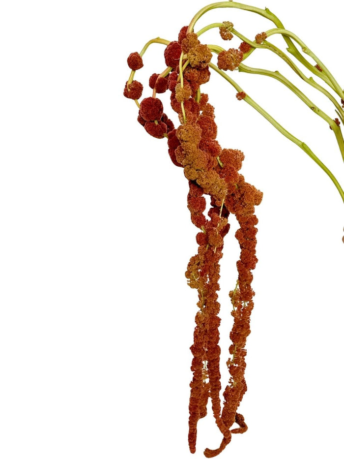 Amaranthus Coral Fountain