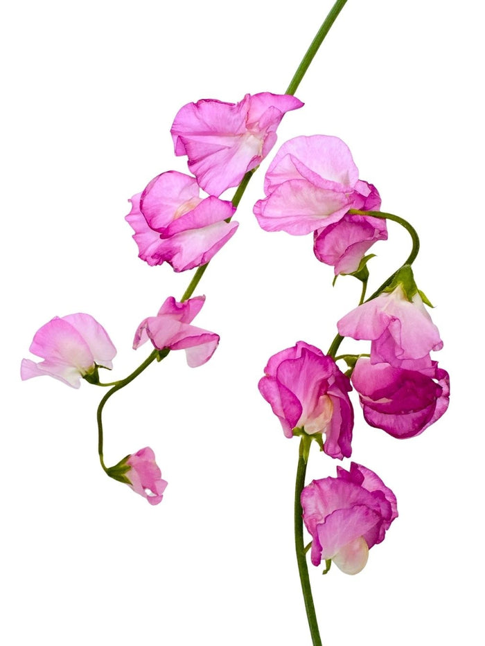 Sweet Pea Winter Rose