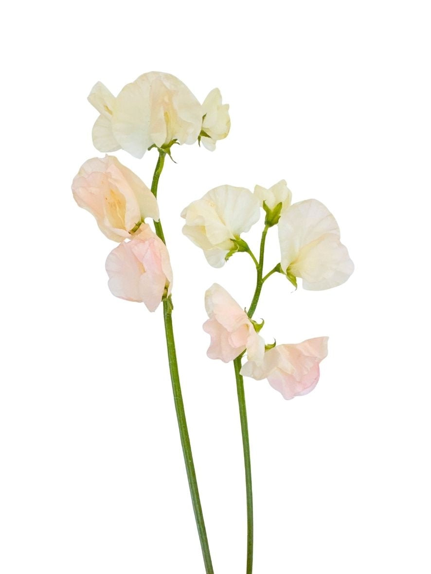 Sweet Pea Champagne