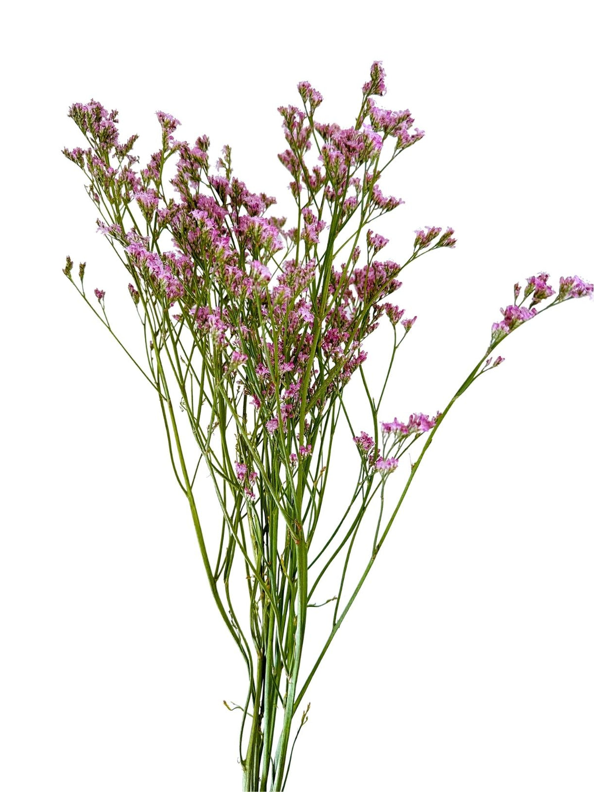 Limonium Tropink