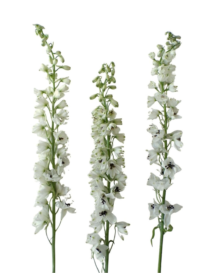 Delphinium Black and White Cent