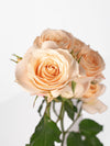 Bali Spray Rose