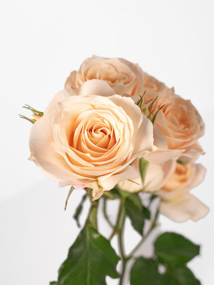 Bali Spray Rose