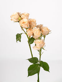Bali Spray Rose