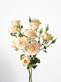 Bali Spray Rose