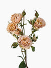 Be Amazing Spray Rose
