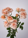 Be Gentle Spray Rose