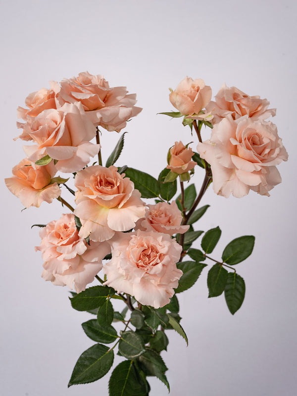 Be Gentle Spray Rose