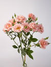 Be Loving Spray Rose