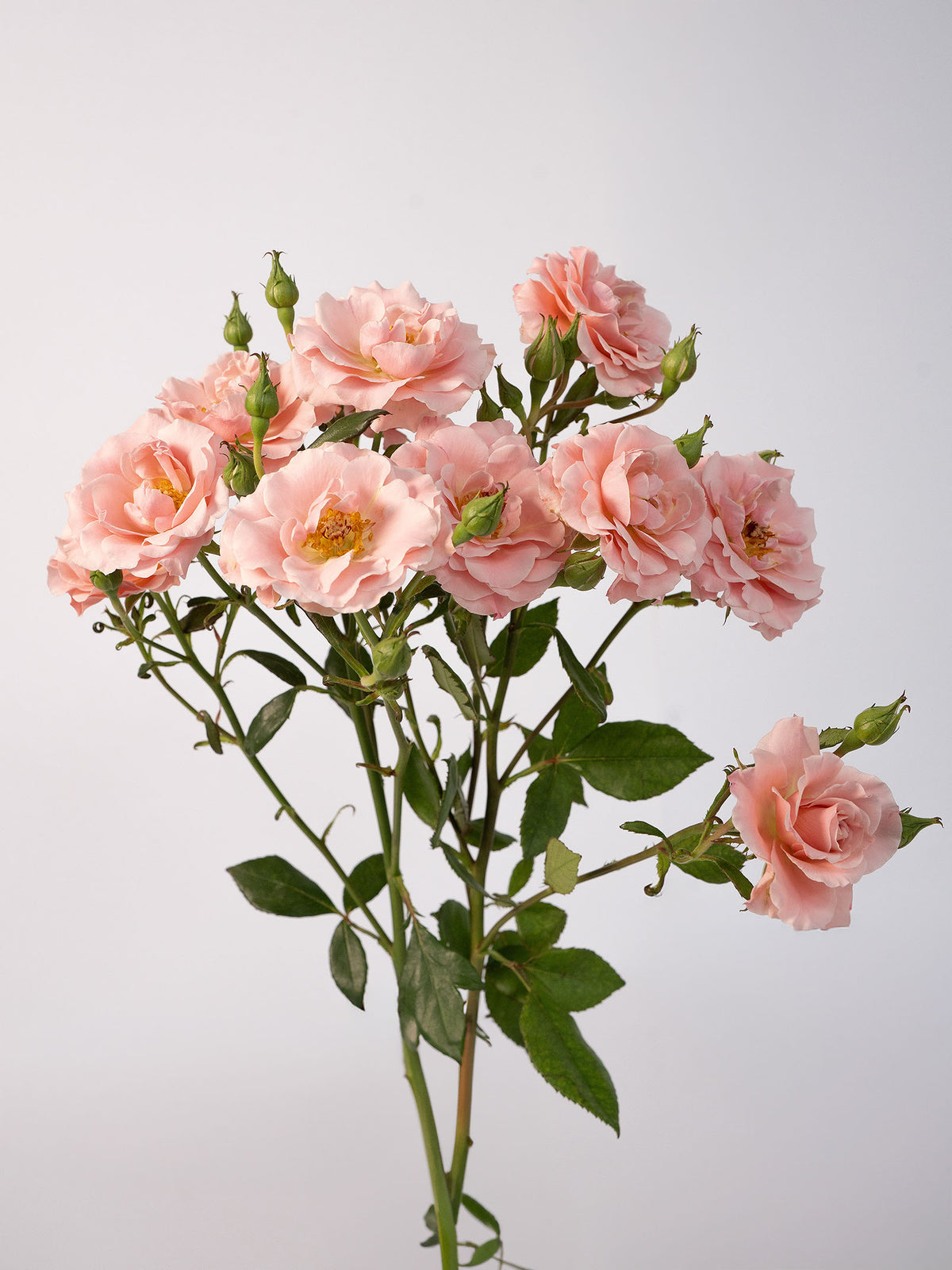 Be Loving Spray Rose