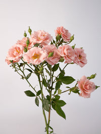 Be Loving Spray Rose