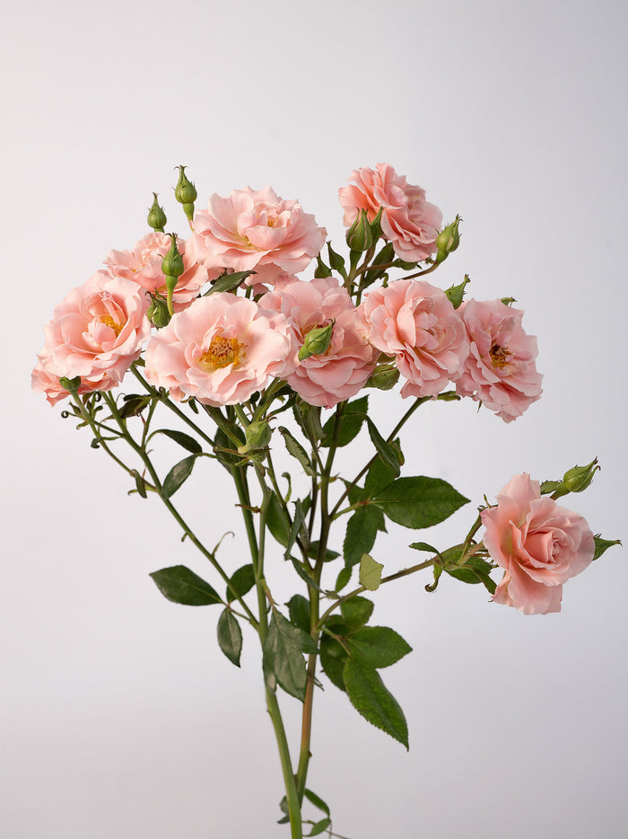 Be Loving Spray Rose