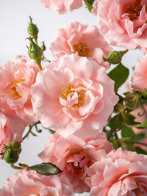 Be Loving Spray Rose