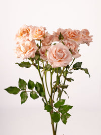 Be Loving Spray Rose