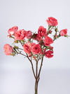 Be Nice Spray Rose