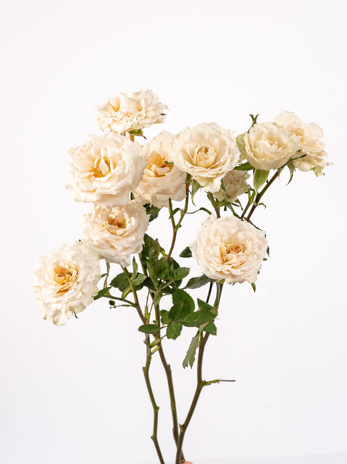 Be Patient Spray Rose