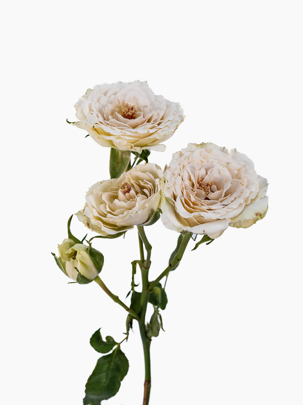 Be True Spray Rose