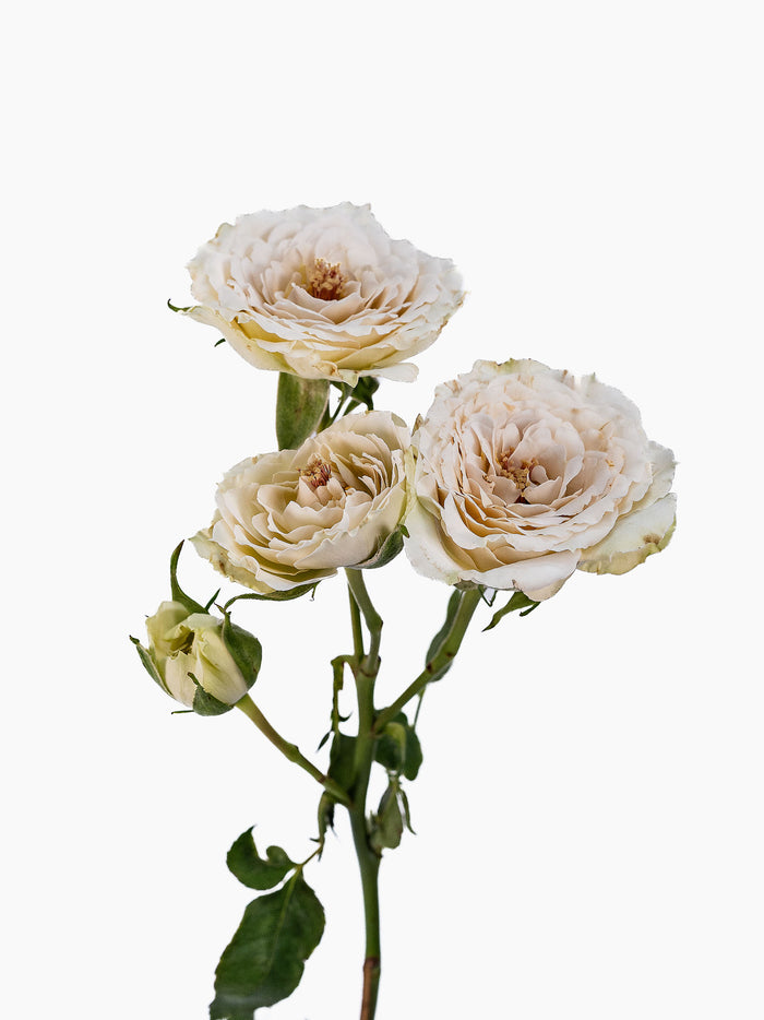 Be True Spray Rose
