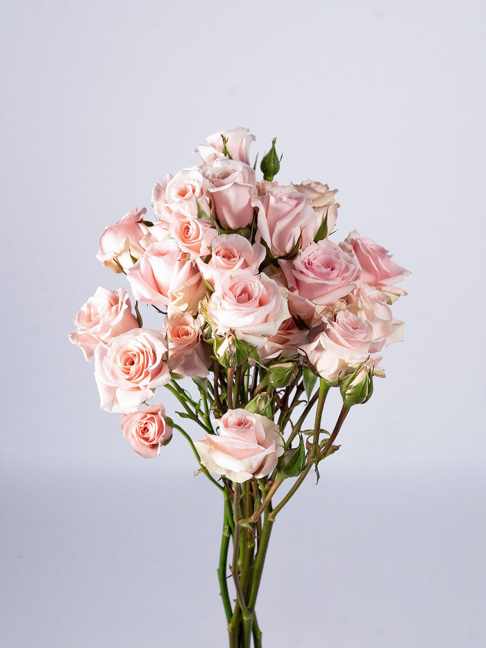 Big Dipper Spray Rose