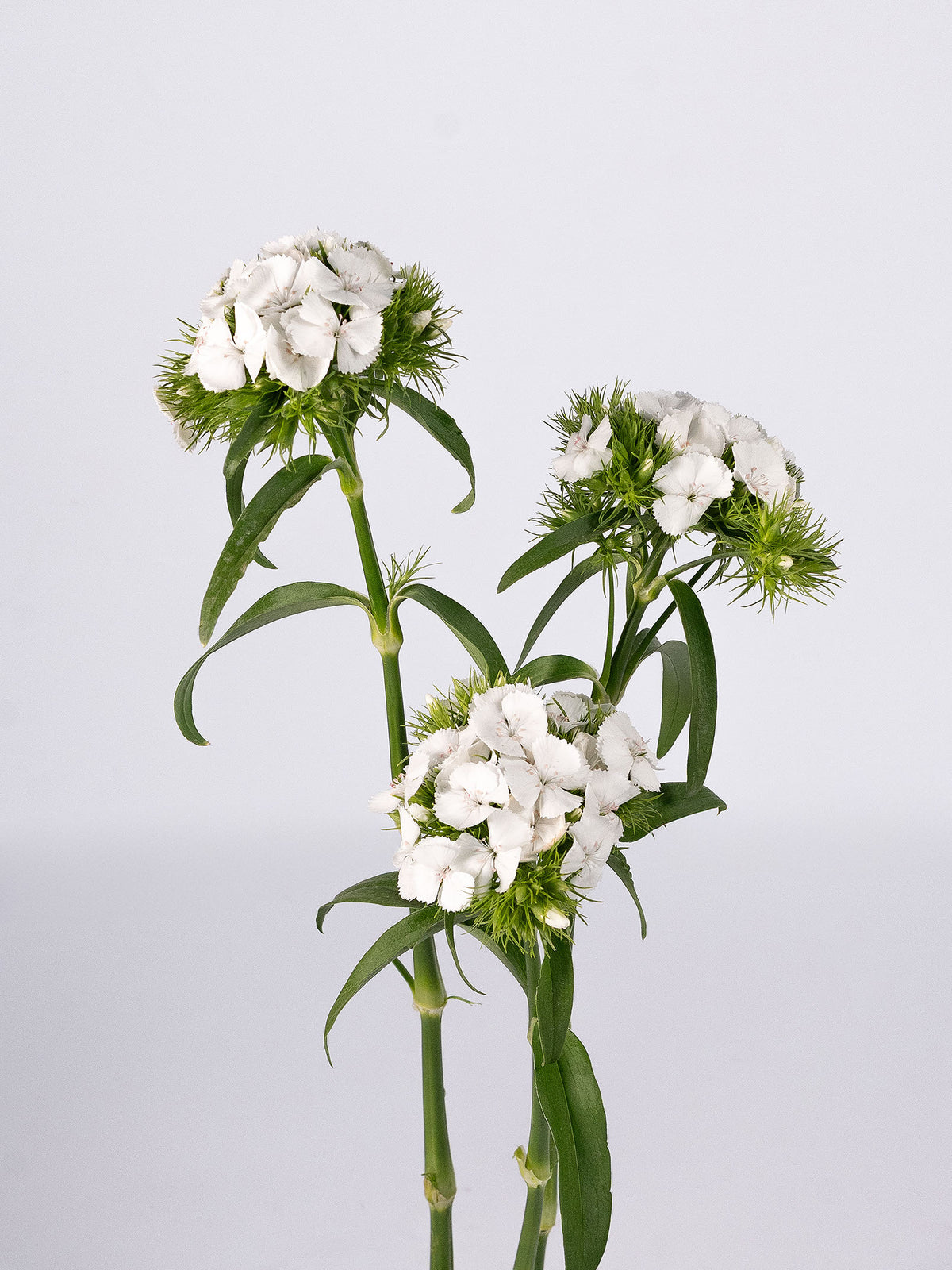 Breanthus Rajah White