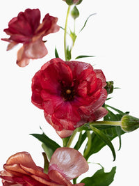 Butterfly Musa Cl