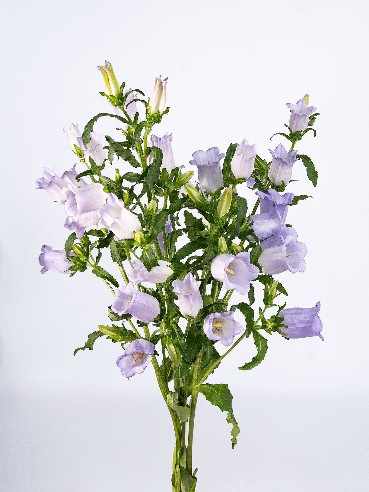 Campanula Lavander