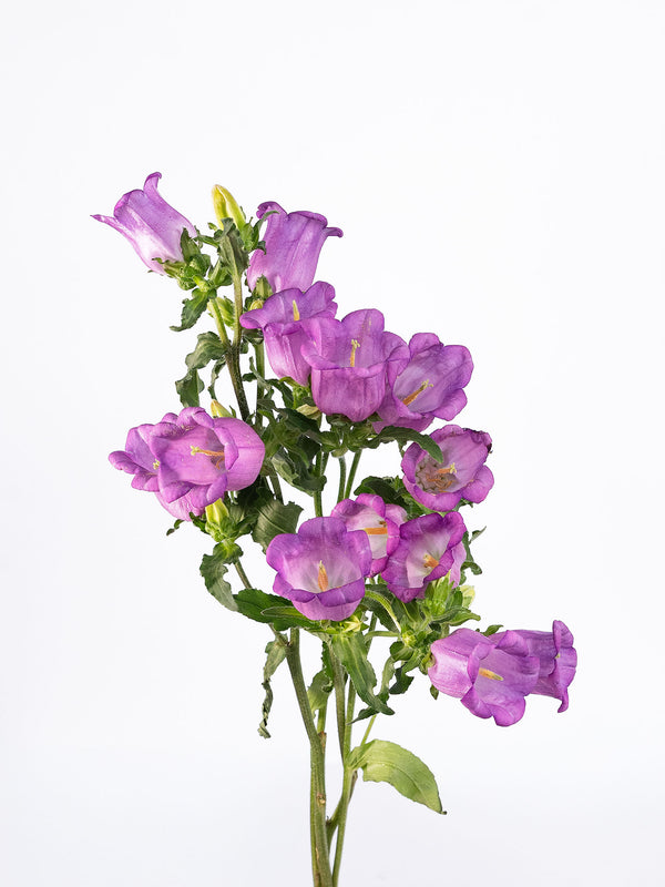 Campanula Lila