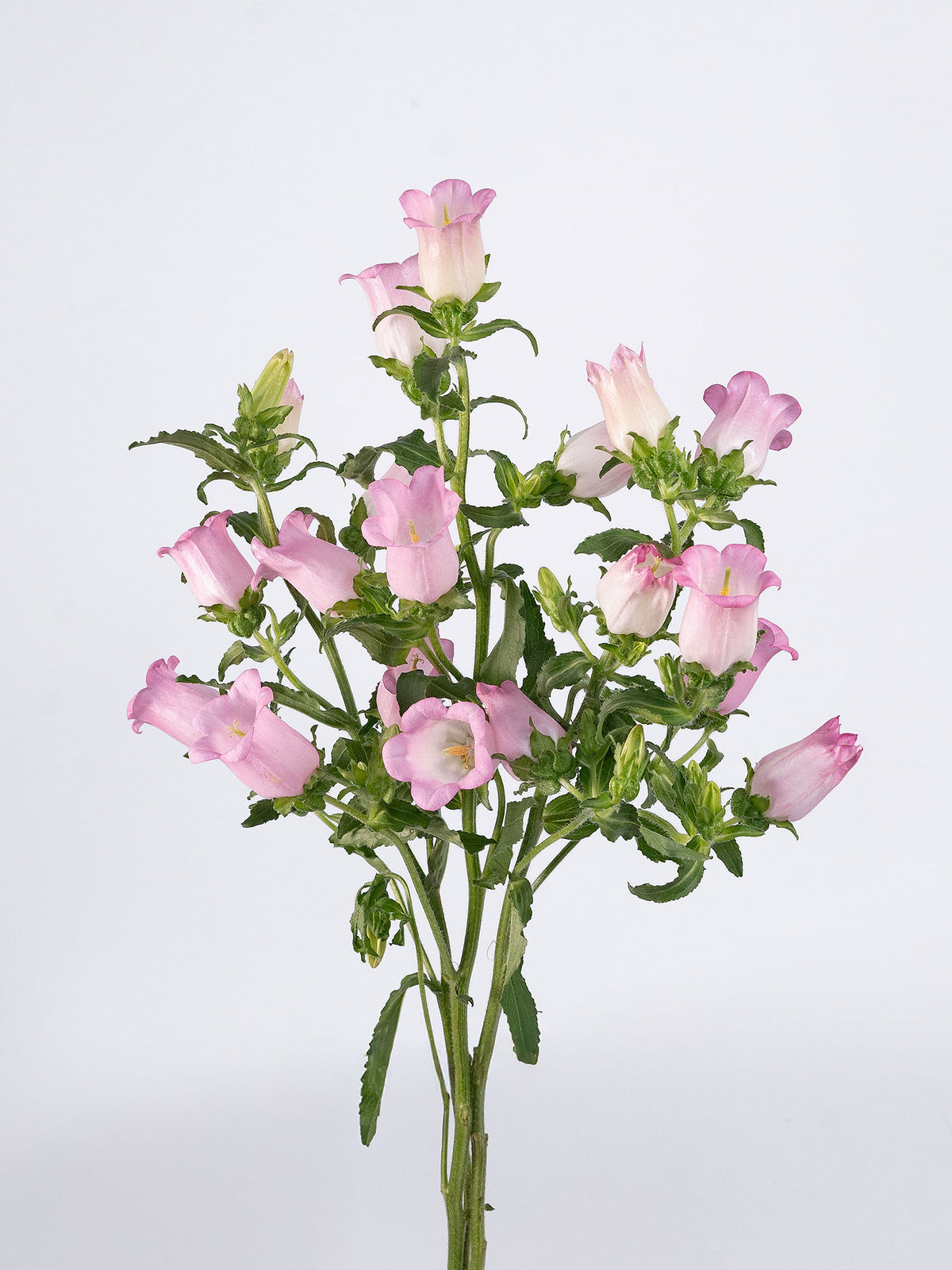 Campanula Pink