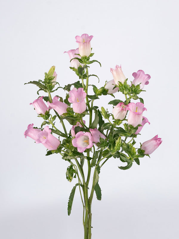 Campanula Pink