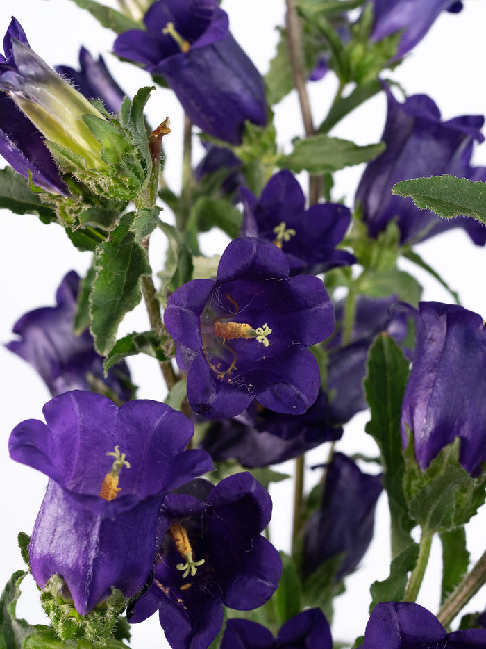 Campanula Purple