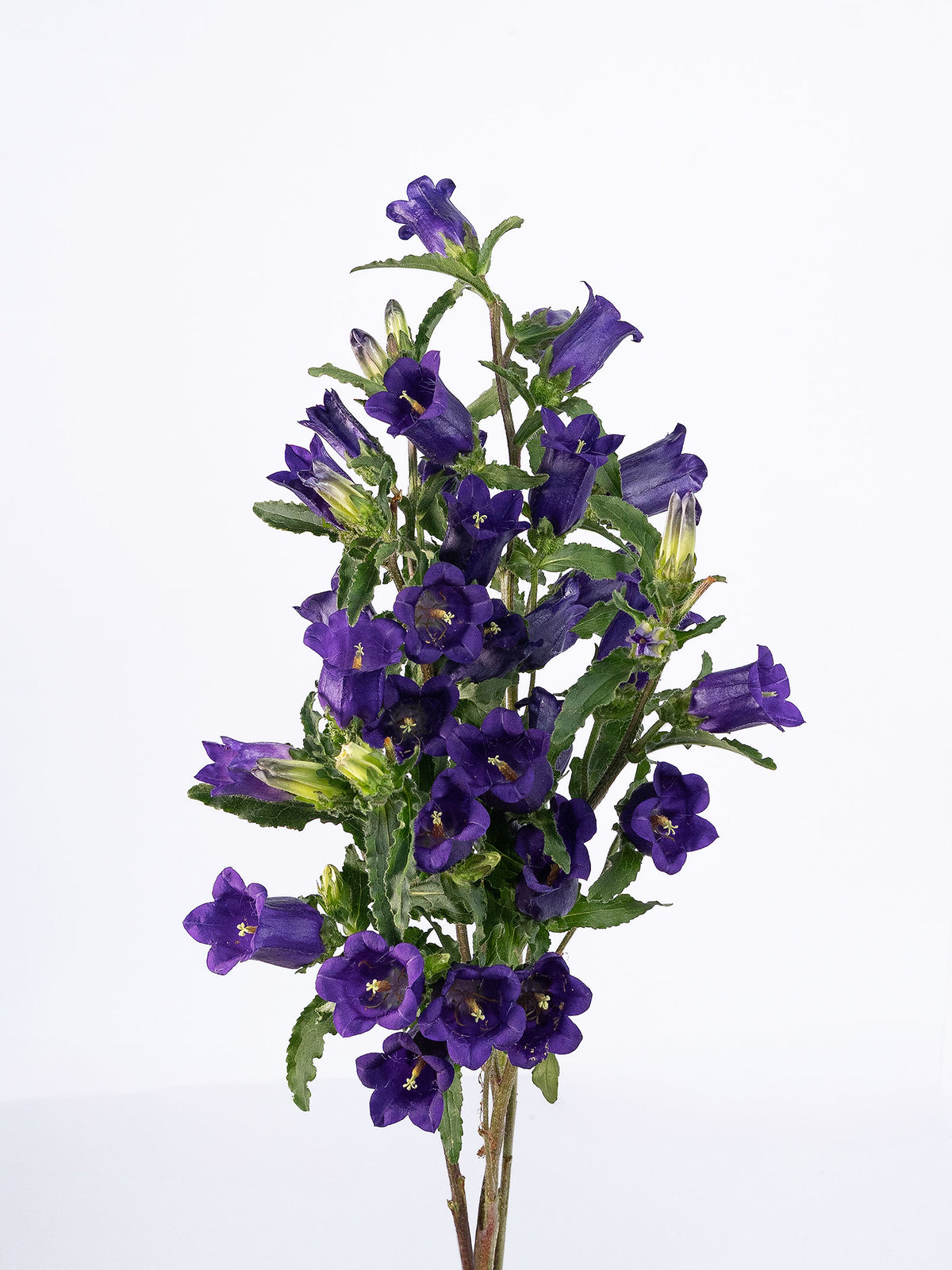 Campanula Purple