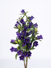 Campanula Purple