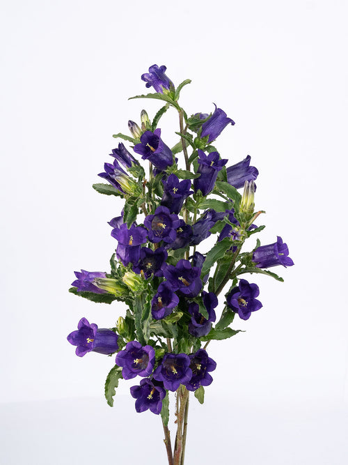 Campanula Purple