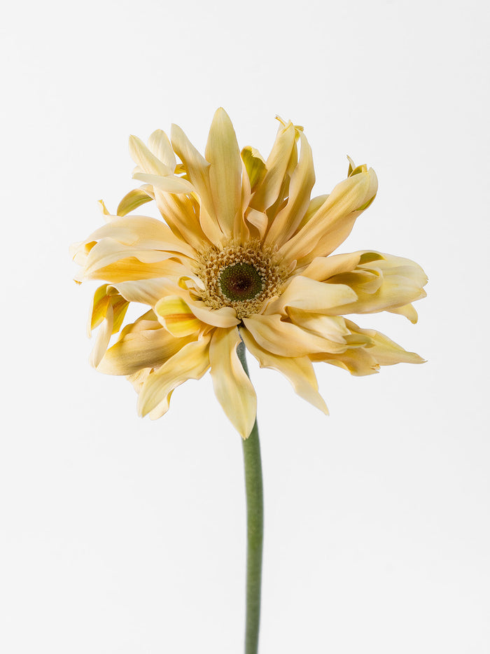 Mini Gerbera Pasta Carbonara