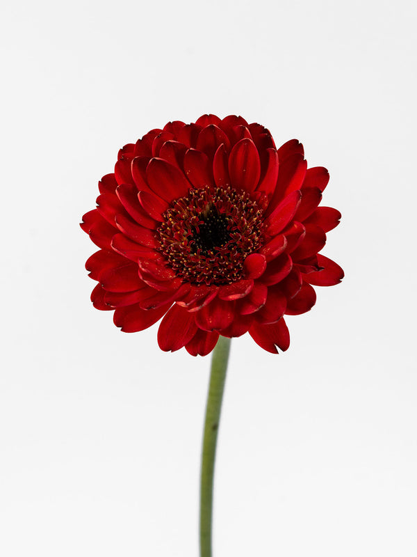 Mini Gerbera Catania