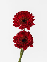 Mini Gerbera Catania