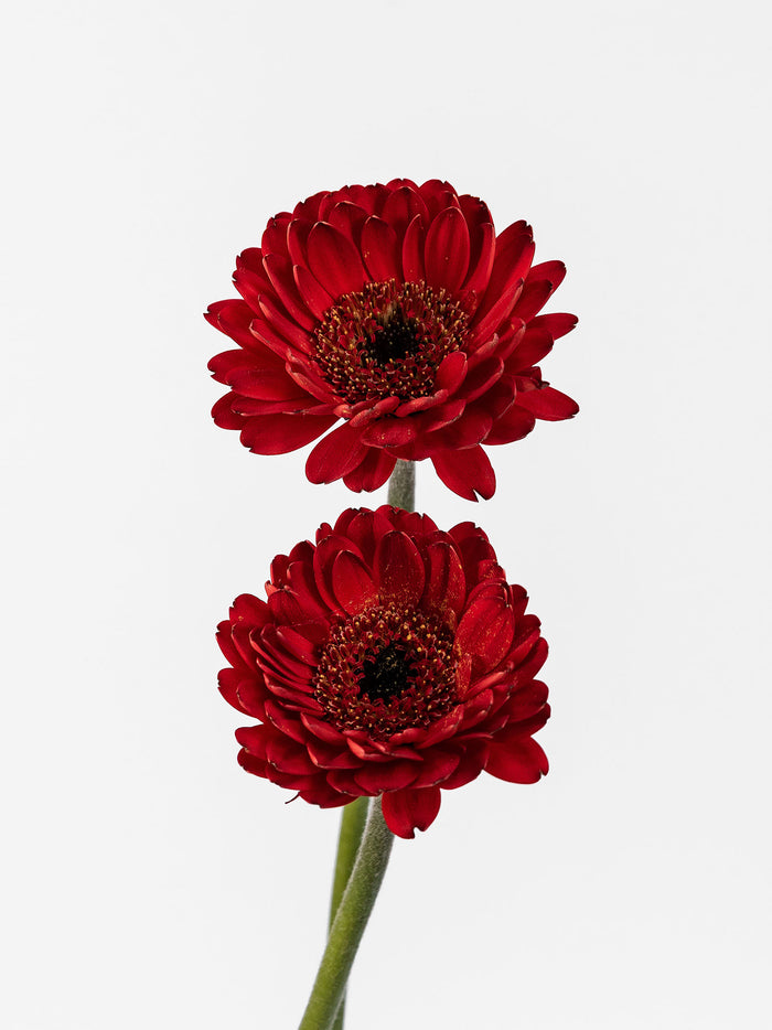 Mini Gerbera Catania — alternate