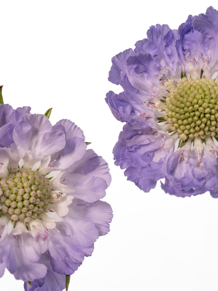 Caucasian Escabiosa Deep Blue