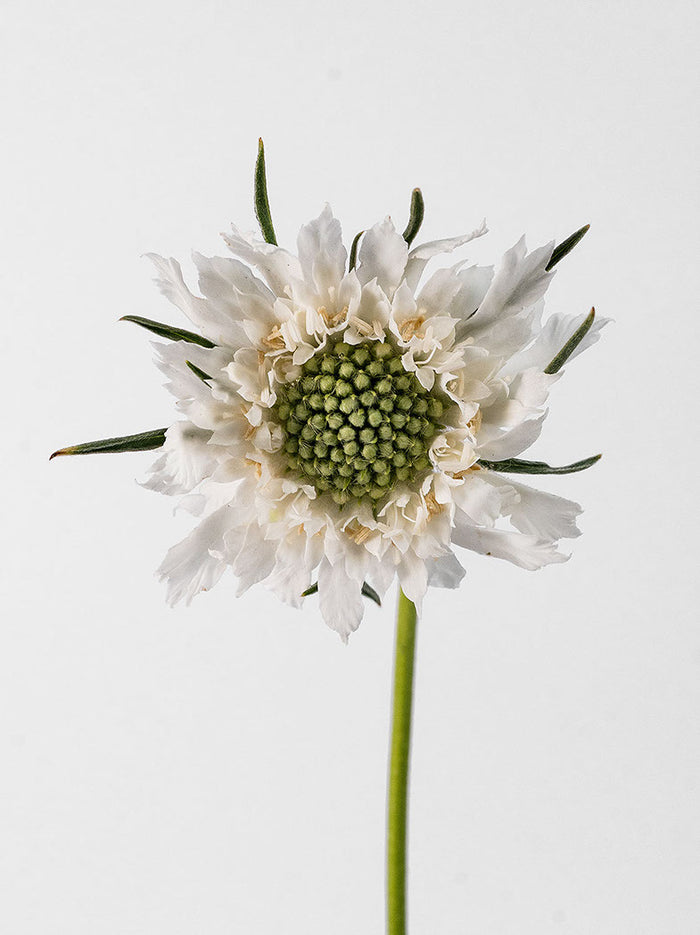 Caucasian Escabiosa White