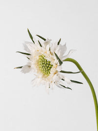 Caucasian Escabiosa White