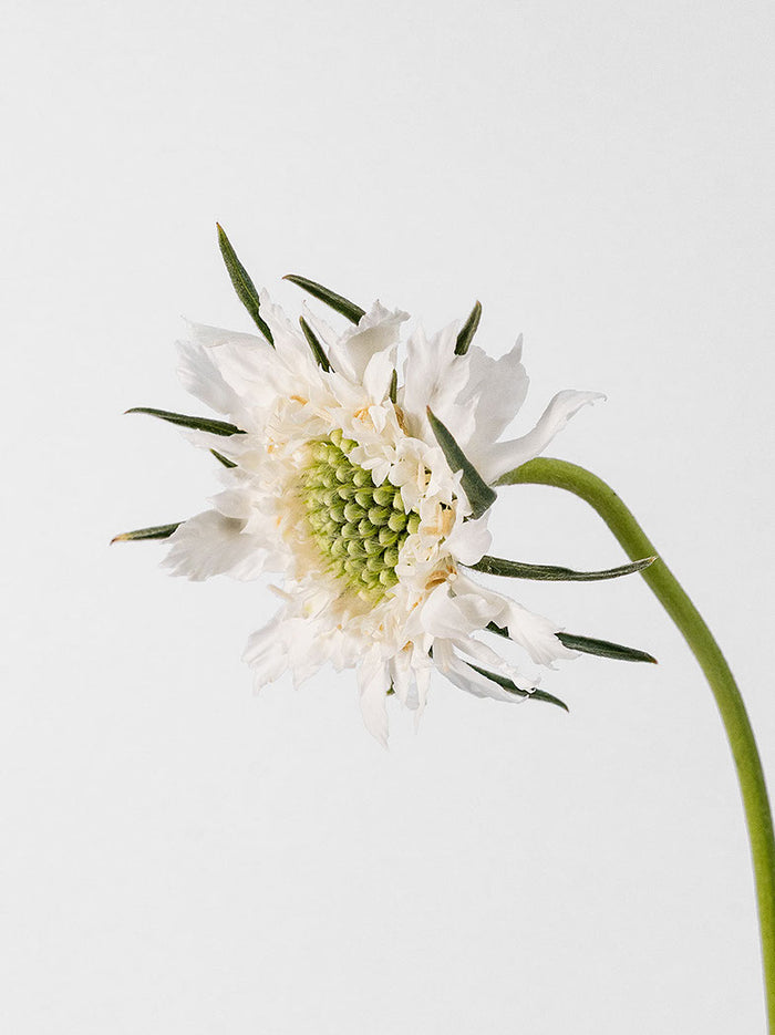 Caucasian Escabiosa White — alternate