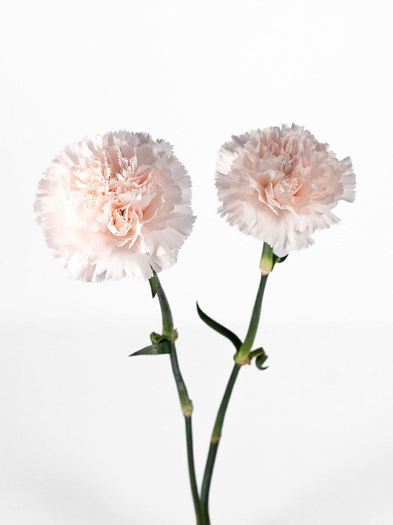 Clavel Brut
