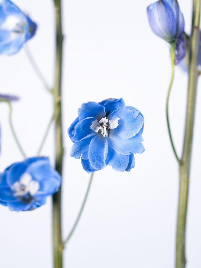 Delphinium Blue Bird
