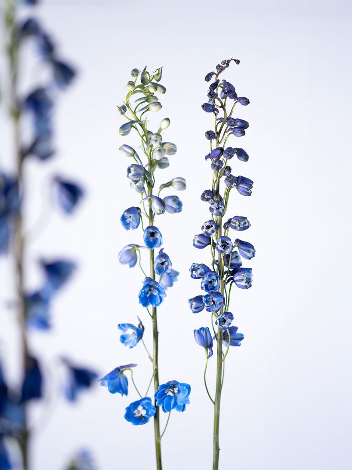 Blue Bird