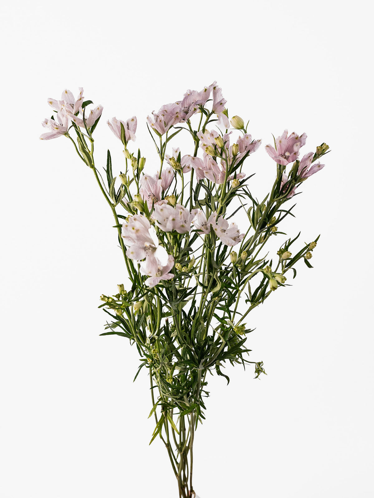 Spray Delphinium Blush